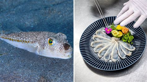  Fugu-Fischsuppe: Wie viel Feuer steckt hinter dem vermeintlich tödlichen Genuss?